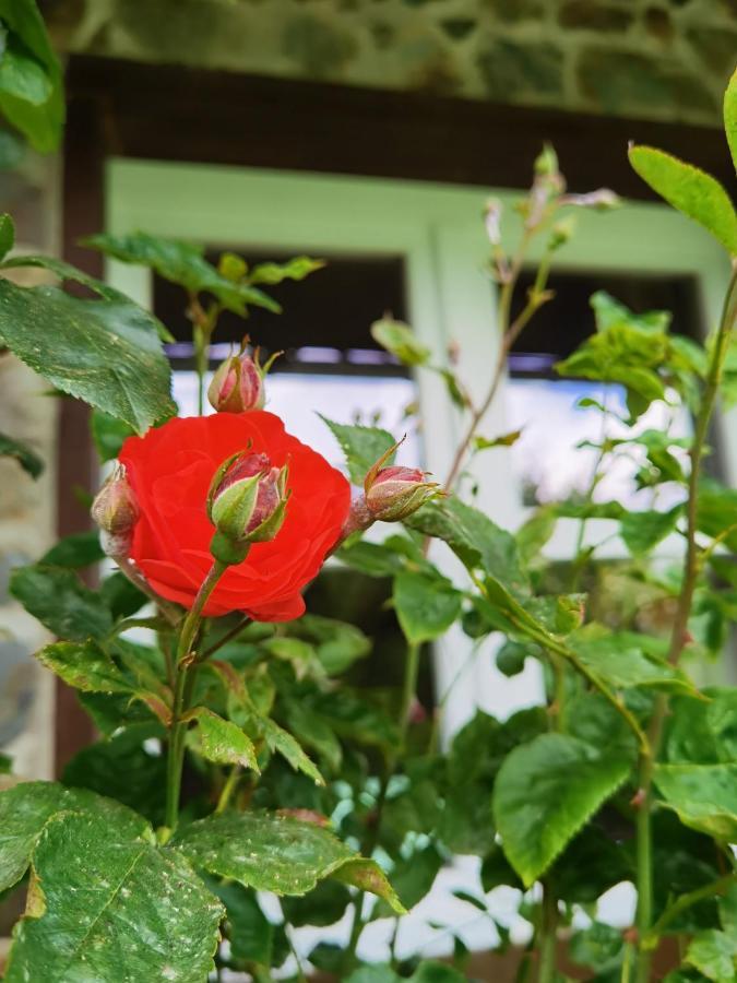 זימראת' Ferienhaus Eifelrose מראה חיצוני תמונה